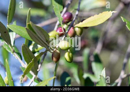 Acebuche, spanische wilde Olive. Sein wissenschaftlicher Name ist Olea Europaea oder sylvestris, es ist daher die gleiche Art des Olivenbaumes, aber wild. Stockfoto