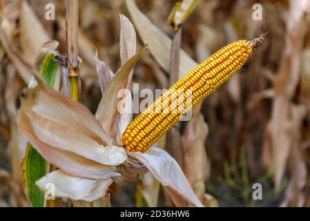 Reife Mais auf dem Stiel in einem Feld bereit für die Ernte. Stockfoto