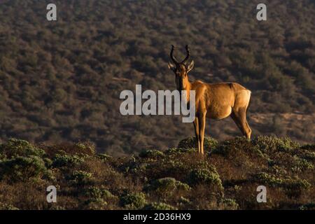 Ein roter Hartebeest, der im trockenen Buschland des Namaqua National Park im frühen Morgenlicht steht Stockfoto