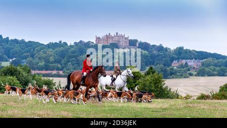 Belvoir, Grantham, Lincolnshire - die Belvoir Hounds, ein Foxhound-Rudel, draußen für die frühmorgendliche Hundeübung, Belvoir Castle im Hintergrund Stockfoto