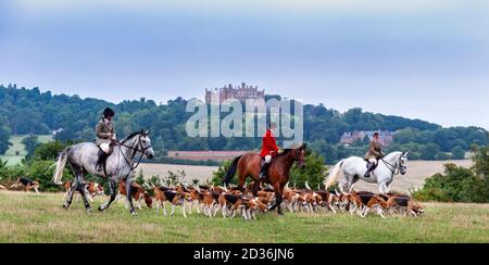 Belvoir, Grantham, Lincolnshire - die Belvoir Hounds, ein Foxhound-Rudel, draußen für die frühmorgendliche Hundeübung, Belvoir Castle im Hintergrund Stockfoto