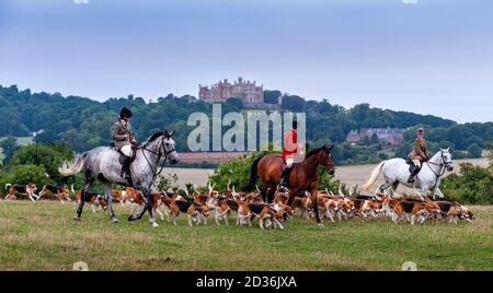 Belvoir, Grantham, Lincolnshire - die Belvoir Hounds, ein Foxhound-Rudel, draußen für die frühmorgendliche Hundeübung, Belvoir Castle im Hintergrund Stockfoto