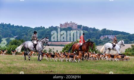 Belvoir, Grantham, Lincolnshire - die Belvoir Hounds, ein Foxhound-Rudel, draußen für die frühmorgendliche Hundeübung, Belvoir Castle im Hintergrund Stockfoto