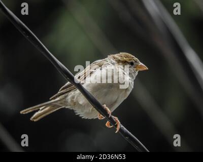 Ein gewöhnlicher Sperling, der auf einem Draht sitzt, der in Dharamshala, Indien, gesichtet wurde Stockfoto