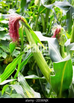 Maiskolben in Bio-Maisfeld. Maispflanzen. Nahaufnahme der grünen Maiskolben, die wachsen. Stockfoto