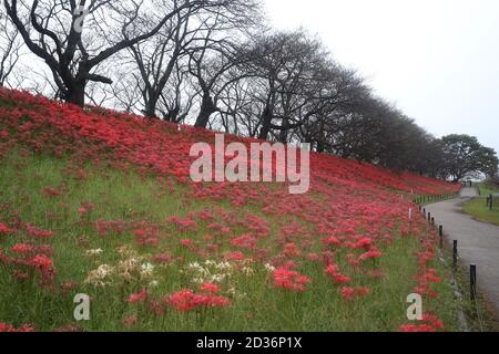 Satte. Oktober 2020. Das Foto vom 7. Oktober 2020 zeigt Lycoris radiata, bekannt als die rote Spinnenlilie, im Gongendo Park in Satte, Präfektur Saitama in Japan. Quelle: Du Xiaoyi/Xinhua/Alamy Live News Stockfoto