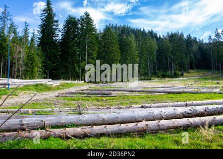 Baumstämme auf einer Wiese in der Tatra, Polen, mehrere Baumstämme liegen im Nadelwald. Stockfoto