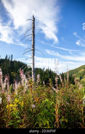 Trockener Baumstamm und rosa Feuerwespe (Chamaenerion angustifolium) blüht im Lejowa-Tal in der Tatra, mit Nadelwäldern und Kiefern im Th Stockfoto