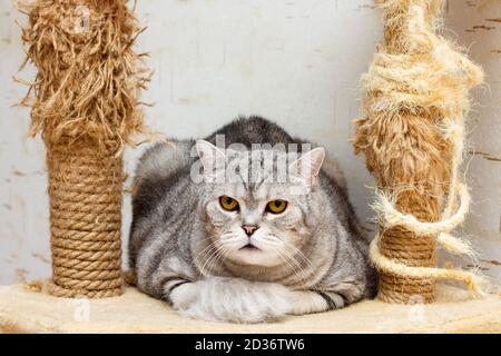 Gestreifte graue britische Katze, die zwischen zwei gebrauchten Kratzpfosten mit zerlumpten Teilen sitzt. Selektiver Fokus Stockfoto