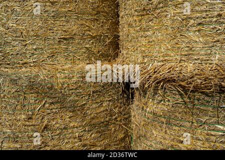 Das Heulager Schuppen voll von Ballen auf dem Bauernhof, ländliche Land Kuhstall Bauernhof. Herbstsaison Stockfoto