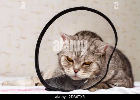 Graue Kurzhaar schottische Katze im Kegelhalsband. Wütend und unzufrieden gestreifte britische Katze, die die Kamera anschaut Stockfoto