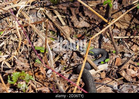 Grassnatter Natrix natrix, manchmal genannt die Ringelnatter oder Wassernatter auf dem Boden mit trockenen Blättern in sonnigen Frühlingstag Stockfoto