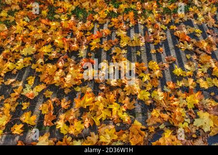 Viele Herbstblätter auf dem Boden Stockfoto