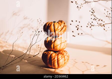 Winzige orangefarbene Kürbisse. Herbstkonzept Stockfoto