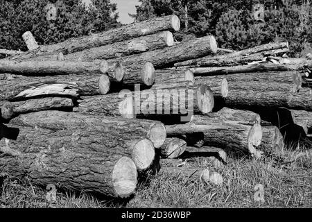 Kiefernwald Holzeinschlag, Wilderei, Umweltschäden an Natur und Staat.fällte Baumstämme Stockfoto