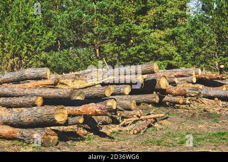 Kiefernwald Holzeinschlag, Wilderei, Umweltschäden an Natur und Staat.fällte Baumstämme Stockfoto