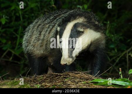 Wilder Dachs (Meles Meles) Wandern im Wald bei Nacht. Hemsted Forest in der Nähe von Cranbrooke Kent. 20.05.06. Stockfoto