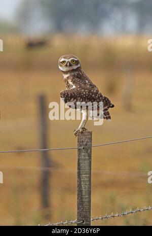 Eingrabende Eule (Athene cunicularia cunicularia) Erwachsene auf dem Posten in Pampas Habitat Buenos Aires Provinz, Argentinien Januar Stockfoto