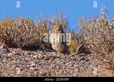 Eingrabende Eule (Athene cunicularia juninensis) am Boden im Puna-Habitat Jujuy, Argentinien Januar Stockfoto