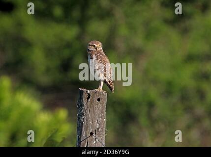 Grabeule (Athene cunicularia juninensis) auf Zaunpfosten Salta, Argentinien Januar Stockfoto