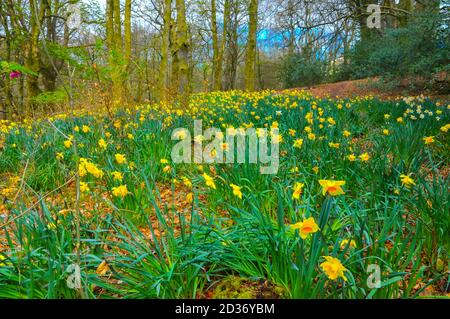 Ein "Wirt goldener Narzissen" (Wordsworth) in der Nähe von Stock Ghyll Force, Ambleside, Lake District Stockfoto