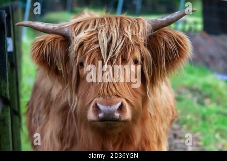 Glasgow, Schottland, Großbritannien. Oktober 2020. UK Wetter: Eine Hochlandkuh im Pollok Country Park. Kredit: Skully/Alamy Live Nachrichten Stockfoto