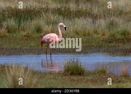 Chilenischer Flamingo (Phoenicopterus chilensis) Erwachsener auf dem Puna-See Jujuy, Argentinien Januar Stockfoto