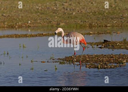 Chilenischer Flamingo (Phoenicopterus chilensis) Erwachsener auf dem Puna-See Jujuy, Argentinien Januar Stockfoto