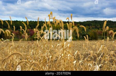 Tall pale yellow grasses at the edge of a harvested cornfield. Stockfoto