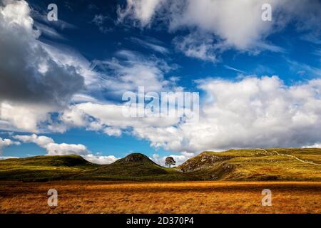 Sycamore Gap in Northumberland Stockfoto