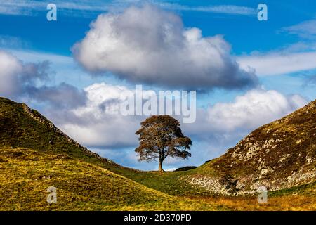 Sycamore Gap in Northumberland Stockfoto