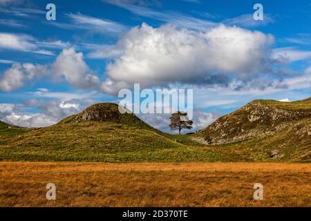 Sycamore Gap in Northumberland Stockfoto