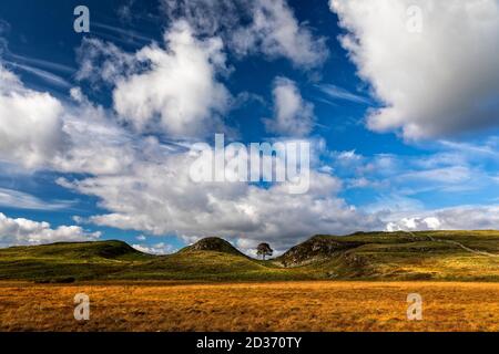 Sycamore Gap in Northumberland Stockfoto