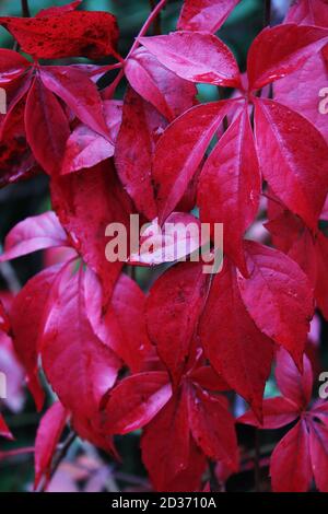 Die dunkelroten Herbstfärbung Blätter von Parthenocissus quinquefolia, Virgina Creeper, nach einem schweren regen fallen. Tiefroter Naturhintergrund, selektiver Fokus. Stockfoto