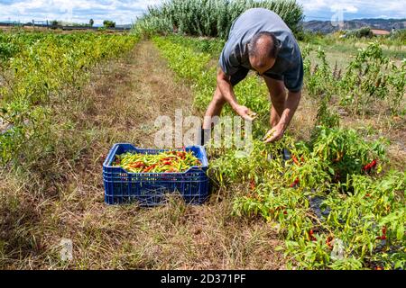 Pflücken von Chilischoten, einer würzigen Paprikasorte. Stockfoto