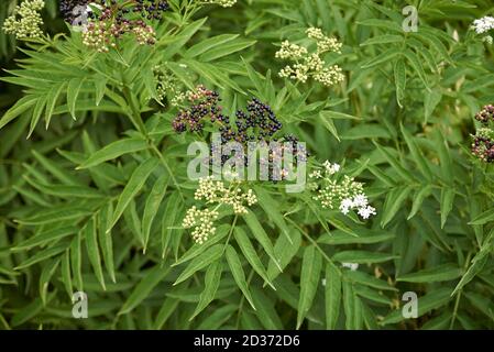 Sambucus ebulus Nahaufnahme mit Früchten und Blumen Stockfoto