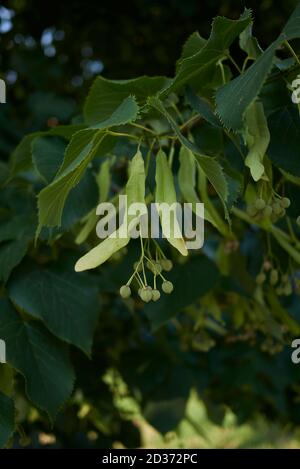 Tilia cordata Zweig aus der Nähe Stockfoto