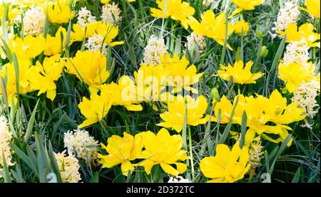 Hyazinthen und Tulpen Blumen Stockfoto