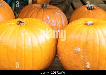 Nahaufnahme von orangefarbenen Kürbissen an Halloween, London, Großbritannien Stockfoto