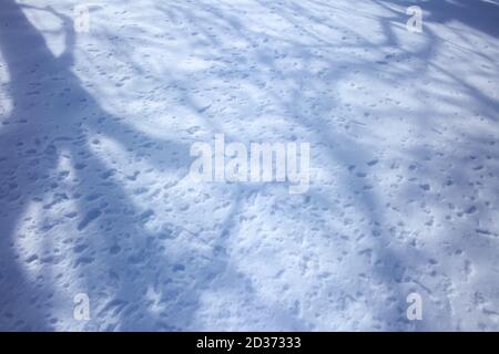 Winter Natur Details in der Landschaft in Osteuropa. Baumschatten auf Neuschnee Stockfoto