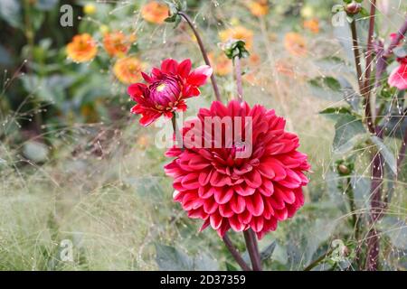 Rote Dahlien im Garten Stockfoto