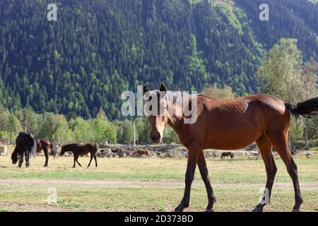 Schönes rotes Pferd mit schwarzer Mähne auf einer Alm Stockfoto