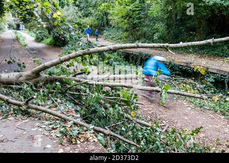 Eine Fahrradente unter einem umgestürzten Baum auf dem Parkland Walk, einer stillstehenden Eisenbahnlinie, die heute ein Naturschutzgebiet ist, in Crouch End, London, Großbritannien Stockfoto