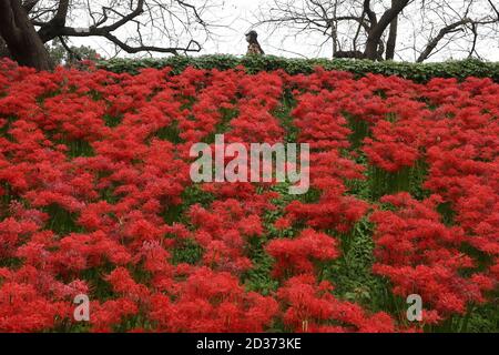 Satte. Oktober 2020. Das am 7. Oktober 2020 aufgenommene Foto zeigt Lycoris radiata, bekannt als rote Spinnenlilien, im Gongendo Park in Satte, Präfektur Saitama in Japan. Quelle: Du Xiaoyi/Xinhua/Alamy Live News Stockfoto