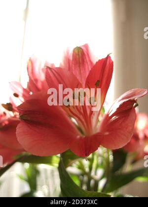 Eine Nahaufnahme von Alstroemeria Blume vor einem Hintergrund zu Hause. Botanische Makrofotografie zur Illustration von Alstroemeria Stockfoto