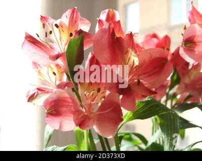 Eine Nahaufnahme von Alstroemeria Blume vor einem Hintergrund zu Hause. Botanische Makrofotografie zur Illustration von Alstroemeria Stockfoto