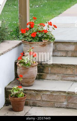 Rote Pelargonien auf Gartentreppen im Sommer. Stockfoto