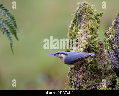 Ein eurasischer Nuthatch (Sitta europaea) Auf einem alten Baumstamm in Schottland Stockfoto