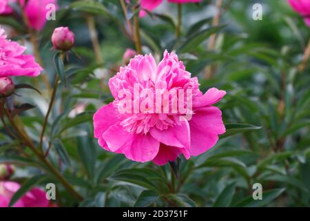 Paeonia Blume in einem englischen Garten. Rosa Pfingstrose Blume. Stockfoto