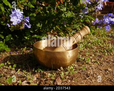 Singende Schüssel auf dem Boden mit Plumbago Blumen in platziert Hintergrund Stockfoto